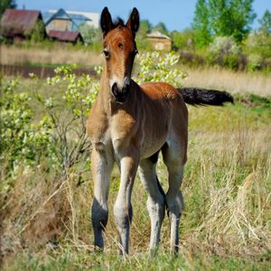 Preview wallpaper stallion, horse, grass, baby