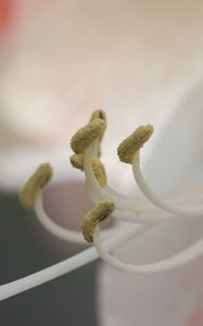 Preview wallpaper stamen, pollen, flower, close-up