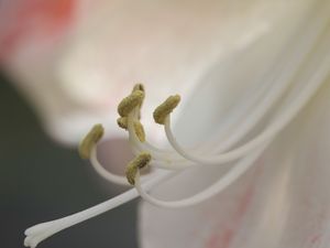 Preview wallpaper stamen, pollen, flower, close-up