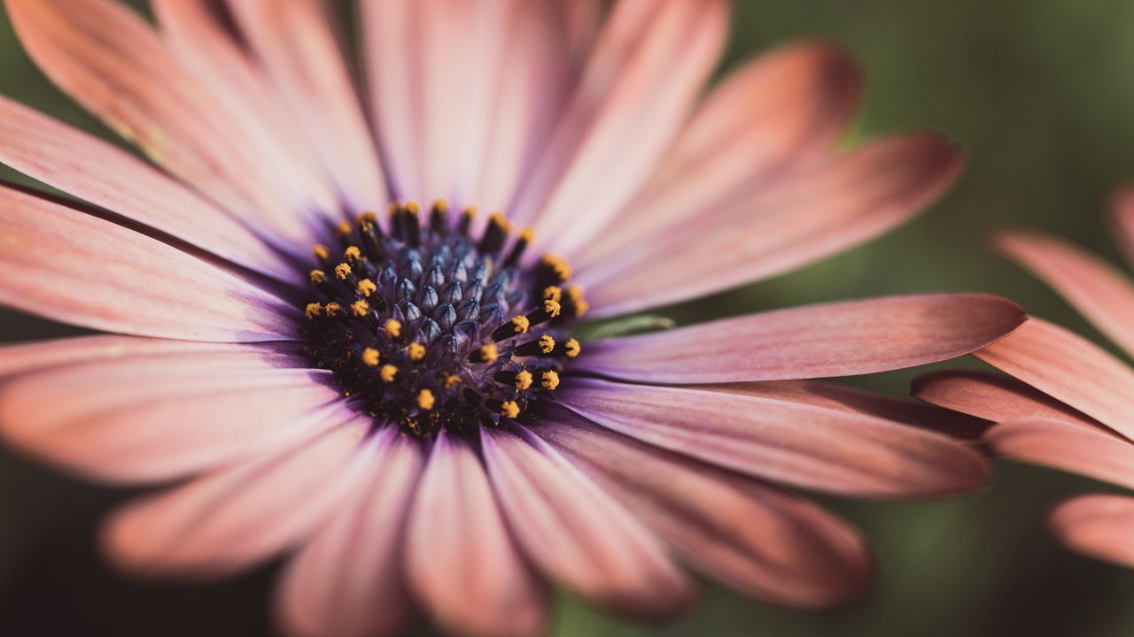 Wallpaper stamens, flower, petals, macro