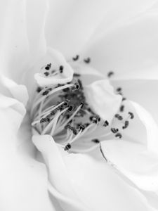 Preview wallpaper petals, flower, white, macro
