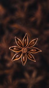 Preview wallpaper star anise, seeds, spice, plant, brown