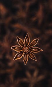 Preview wallpaper star anise, seeds, spice, plant, brown