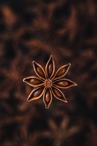 Preview wallpaper star anise, seeds, spice, plant, brown