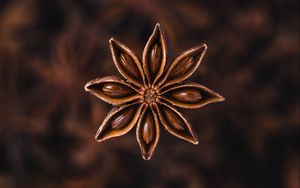 Preview wallpaper star anise, seeds, spice, plant, brown