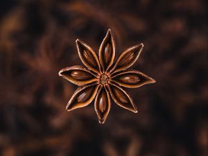 Preview wallpaper star anise, seeds, spice, plant, brown