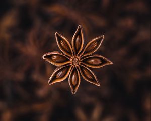 Preview wallpaper star anise, seeds, spice, plant, brown