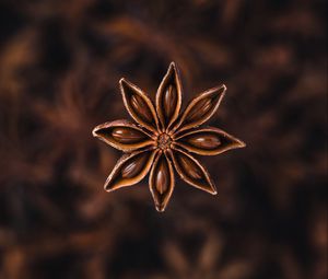 Preview wallpaper star anise, seeds, spice, plant, brown