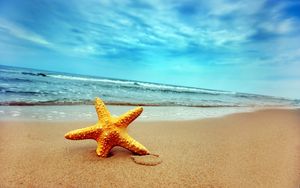 Preview wallpaper starfish, coast, beach, sand