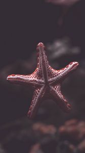 Preview wallpaper starfish, creature, sea, underwater