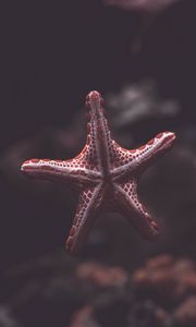 Preview wallpaper starfish, creature, sea, underwater