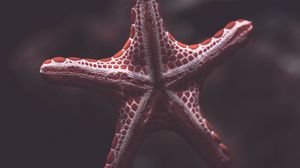 Preview wallpaper starfish, creature, sea, underwater