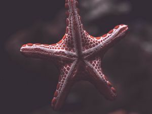 Preview wallpaper starfish, creature, sea, underwater