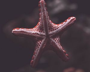 Preview wallpaper starfish, creature, sea, underwater