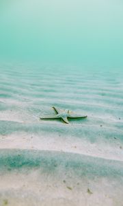 Preview wallpaper starfish, echinoderms, underwater world, pentagonal