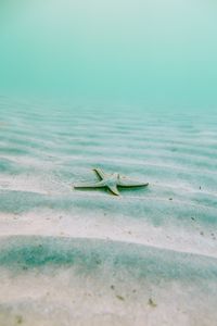 Preview wallpaper starfish, echinoderms, underwater world, pentagonal