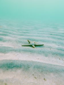 Preview wallpaper starfish, echinoderms, underwater world, pentagonal