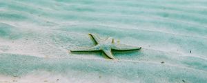 Preview wallpaper starfish, echinoderms, underwater world, pentagonal