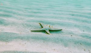 Preview wallpaper starfish, echinoderms, underwater world, pentagonal
