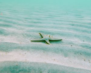 Preview wallpaper starfish, echinoderms, underwater world, pentagonal