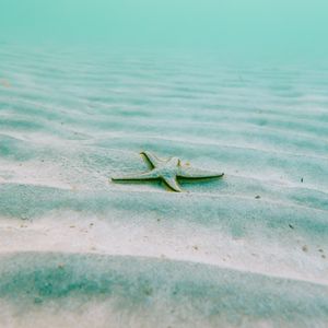 Preview wallpaper starfish, echinoderms, underwater world, pentagonal