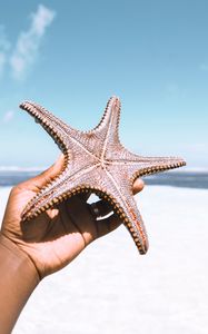 Preview wallpaper starfish, hand, beach, summer