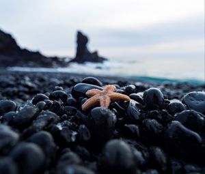 Preview wallpaper starfish, pebbles, stones, nautical