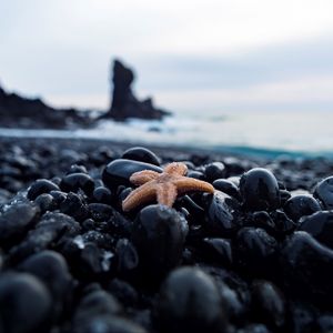 Preview wallpaper starfish, pebbles, stones, nautical