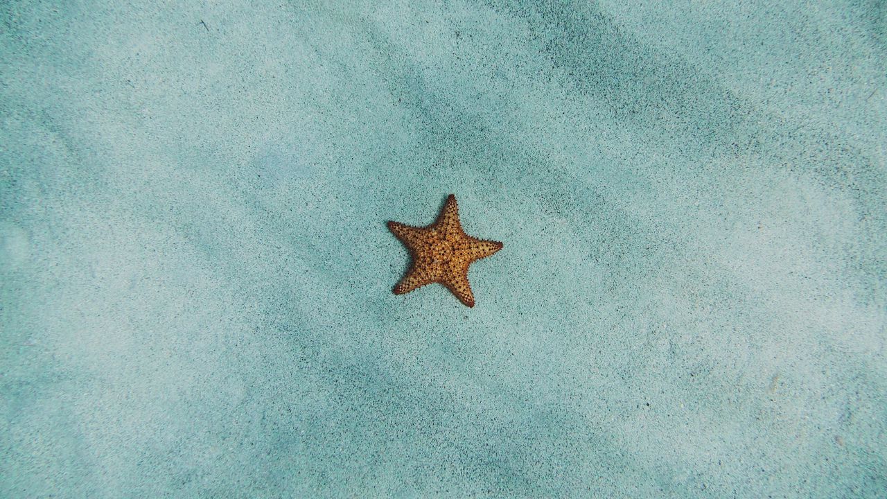 Wallpaper starfish, sand, surface