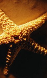 Preview wallpaper starfish, shadows, light, sand