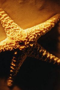 Preview wallpaper starfish, shadows, light, sand