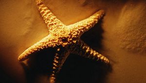 Preview wallpaper starfish, shadows, light, sand