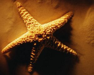 Preview wallpaper starfish, shadows, light, sand