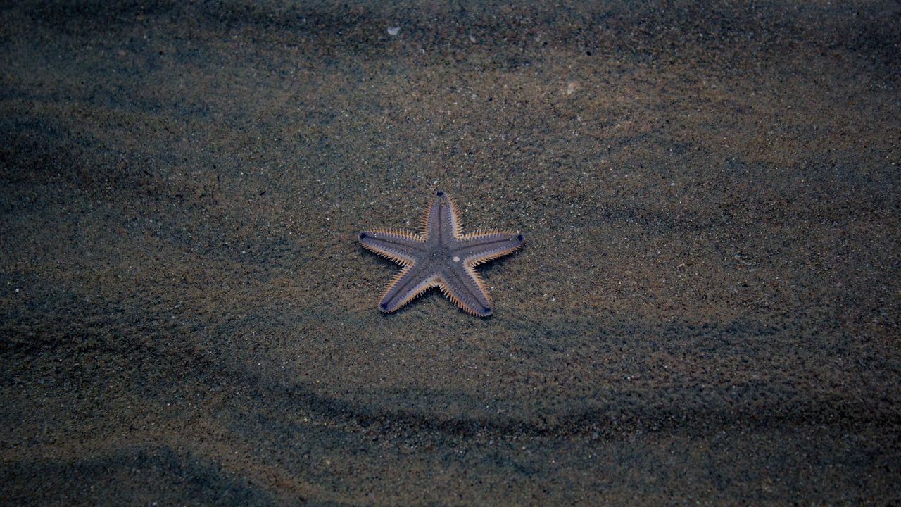 Wallpaper starfish, star, beach, sand