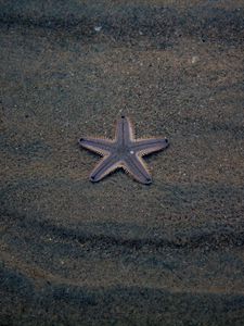 Preview wallpaper starfish, star, beach, sand