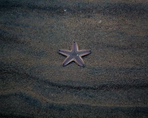 Preview wallpaper starfish, star, beach, sand