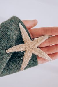 Preview wallpaper starfish, star, hand