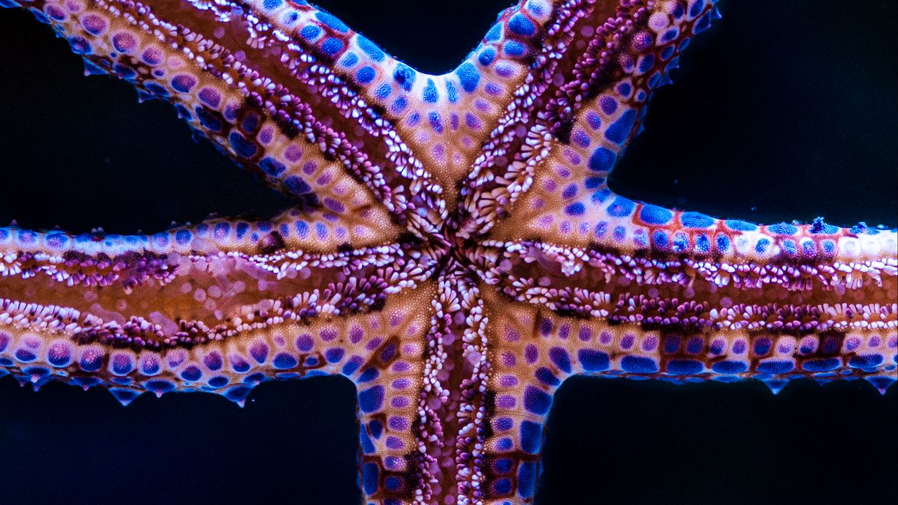 Wallpaper starfish, tentacles, underwater world