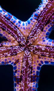 Preview wallpaper starfish, tentacles, underwater world