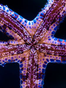 Preview wallpaper starfish, tentacles, underwater world