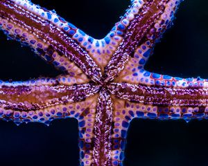 Preview wallpaper starfish, tentacles, underwater world