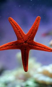 Preview wallpaper starfish, underwater, ocean