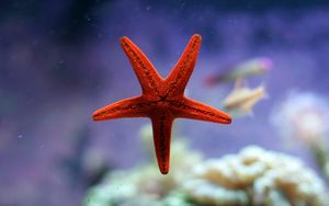 Preview wallpaper starfish, underwater, ocean