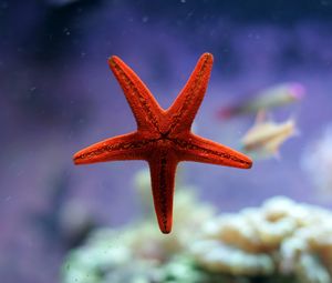 Preview wallpaper starfish, underwater, ocean
