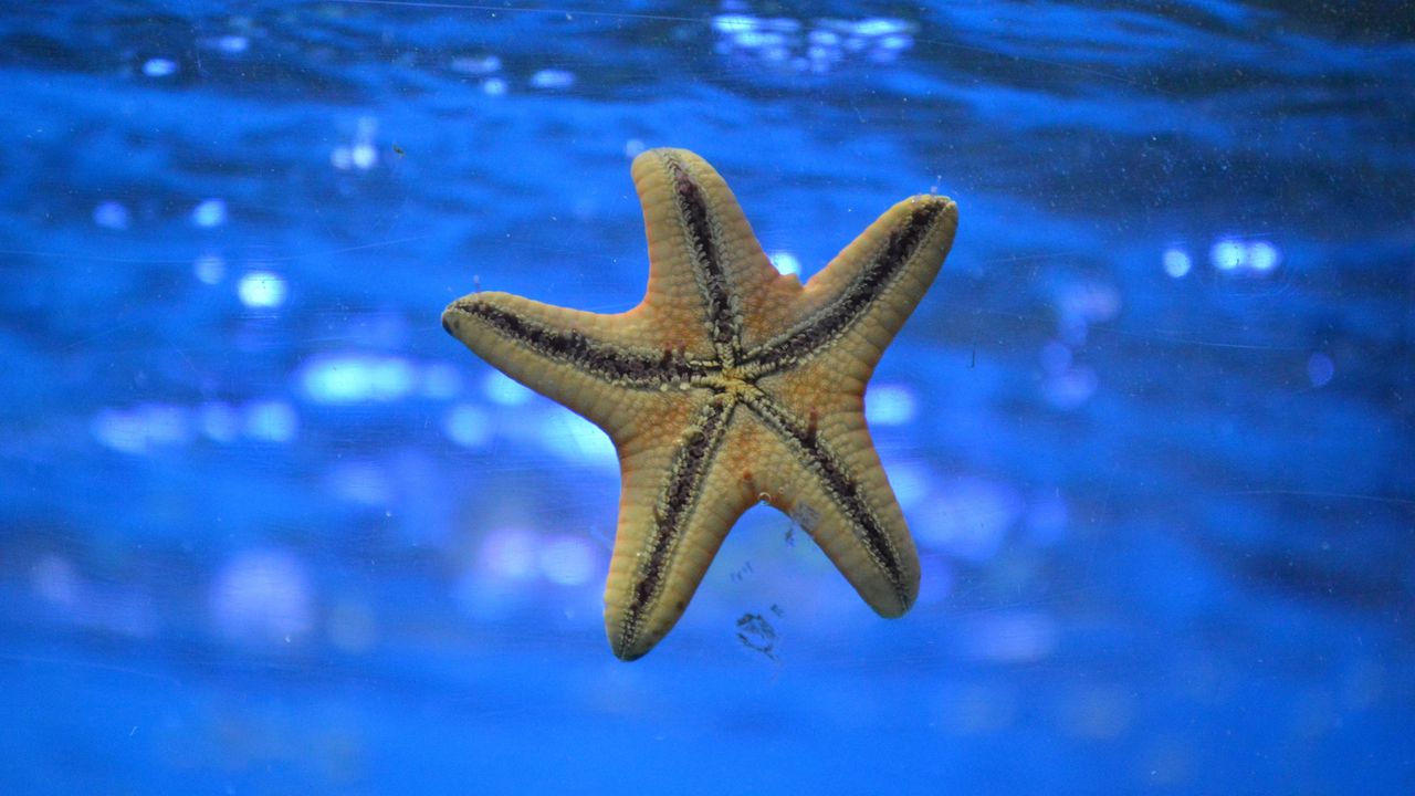 Wallpaper starfish, underwater, swim