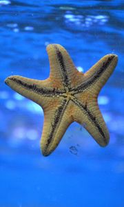 Preview wallpaper starfish, underwater, swim