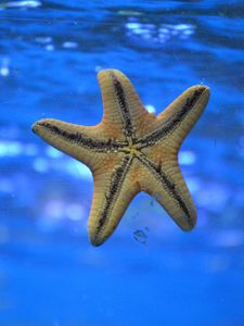 Preview wallpaper starfish, underwater, swim