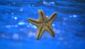 Preview wallpaper starfish, underwater, swim