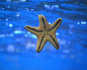 Preview wallpaper starfish, underwater, swim