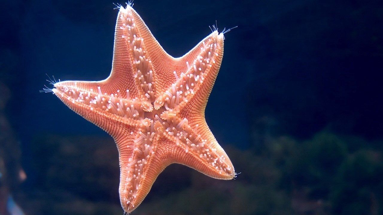 Wallpaper starfish, underwater, swimming, sea
